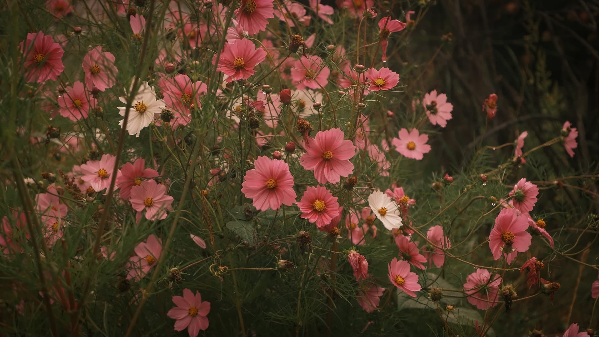 A bank of pink cosmos in Kinnaur