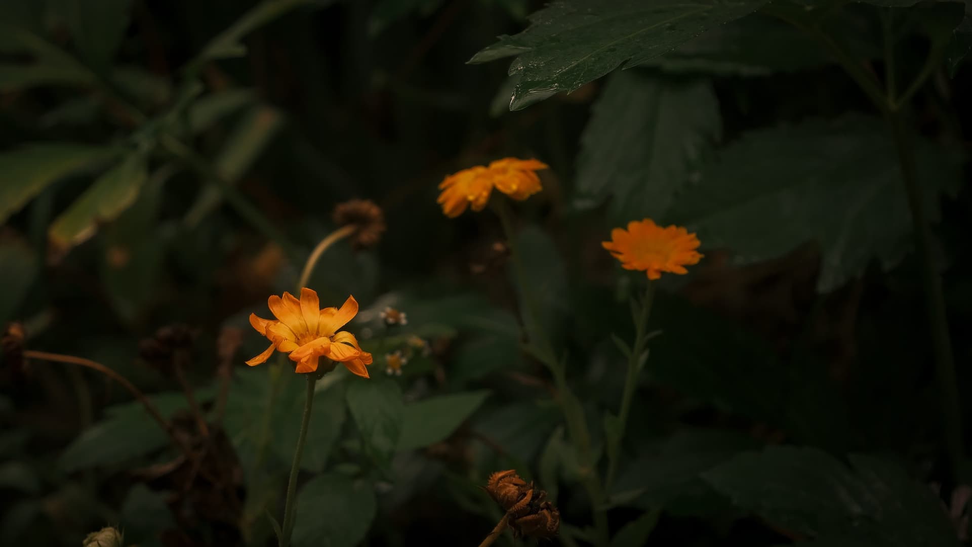 Orange calendula flowers among green leaves in Kinnaur