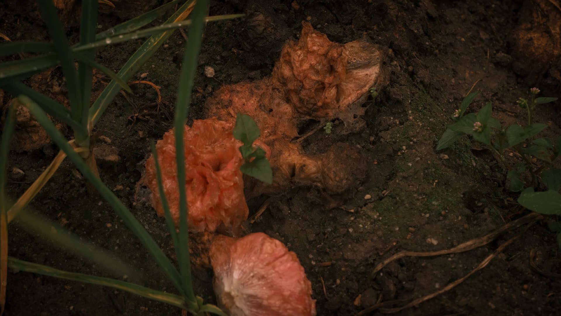 Fallen camellia blooms fading on the soil in Kinnaur