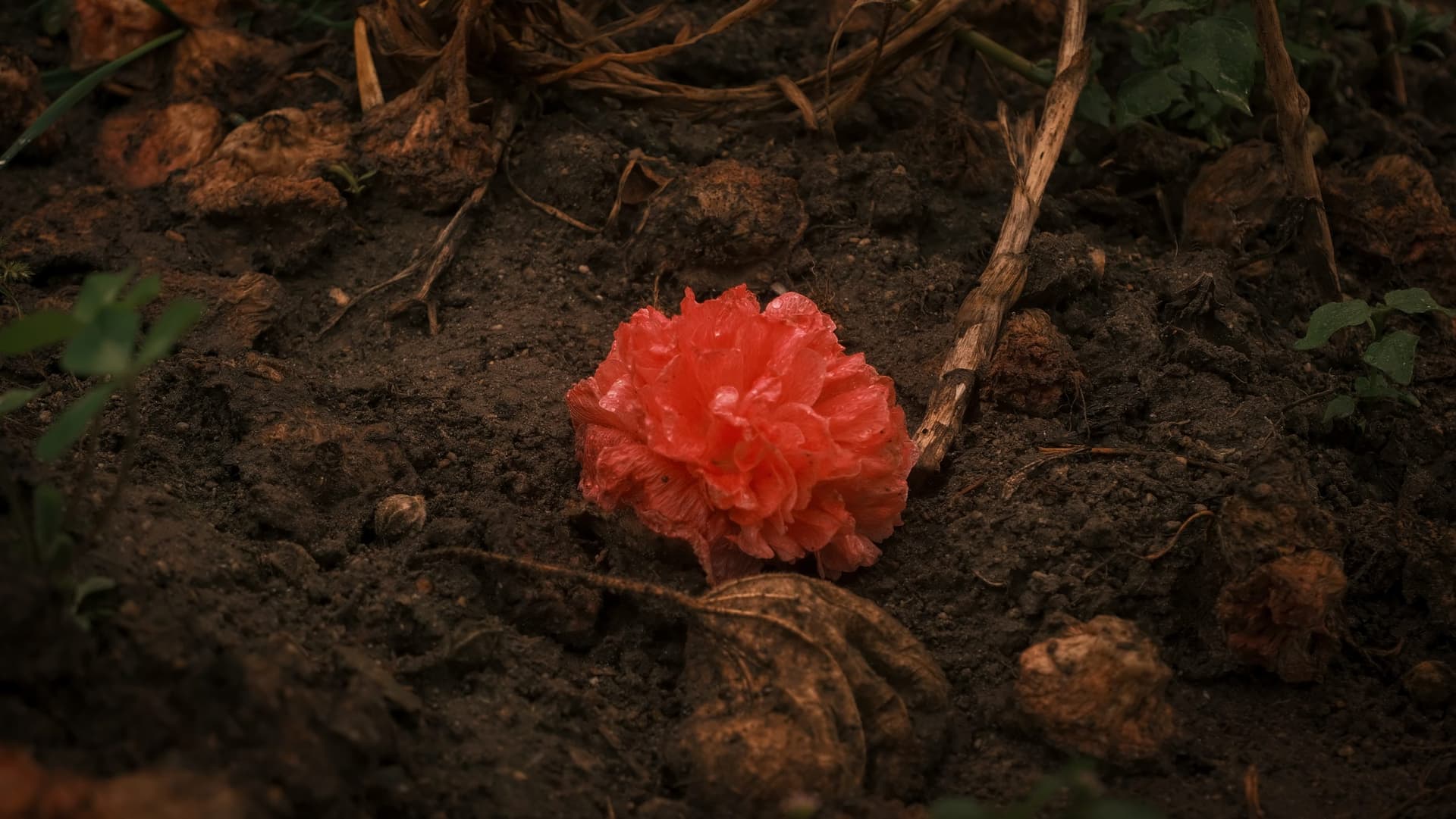 A fallen red camellia bloom on dark soil in Kinnaur