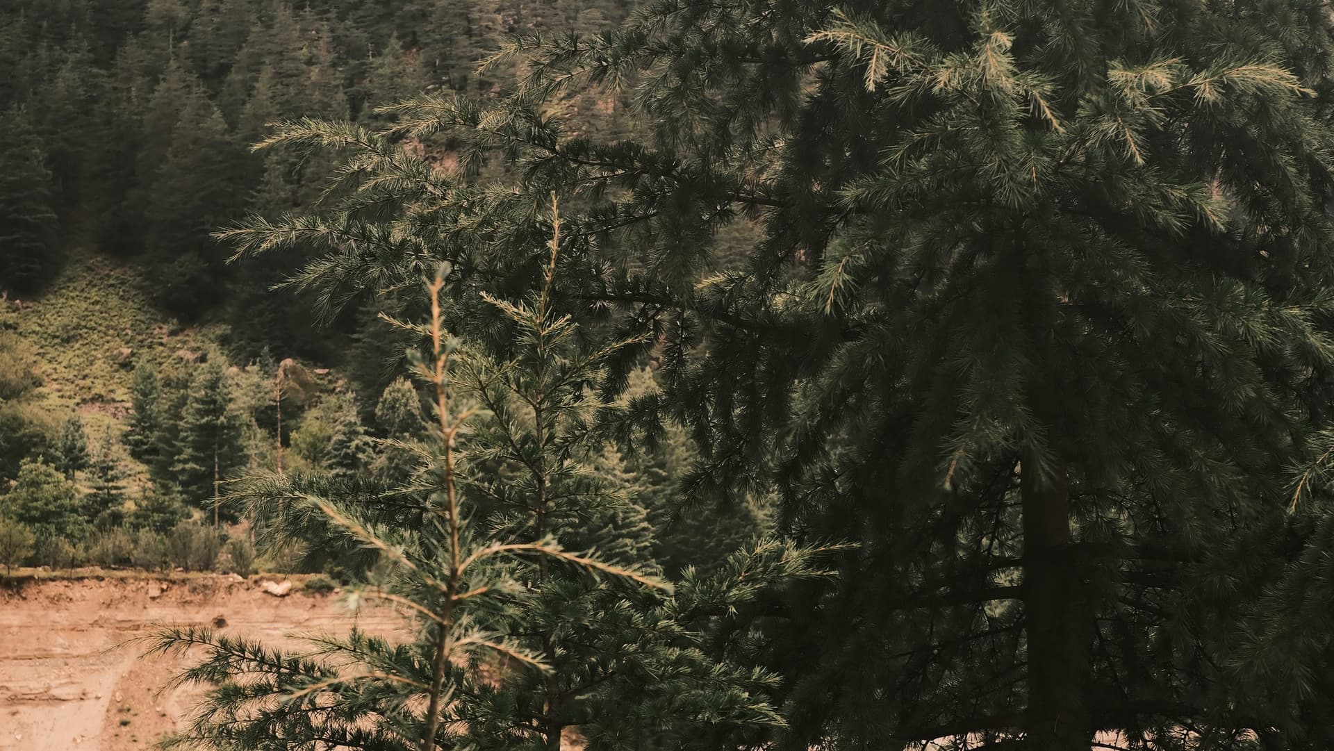 Conifer forest on the valley slope in Kinnaur