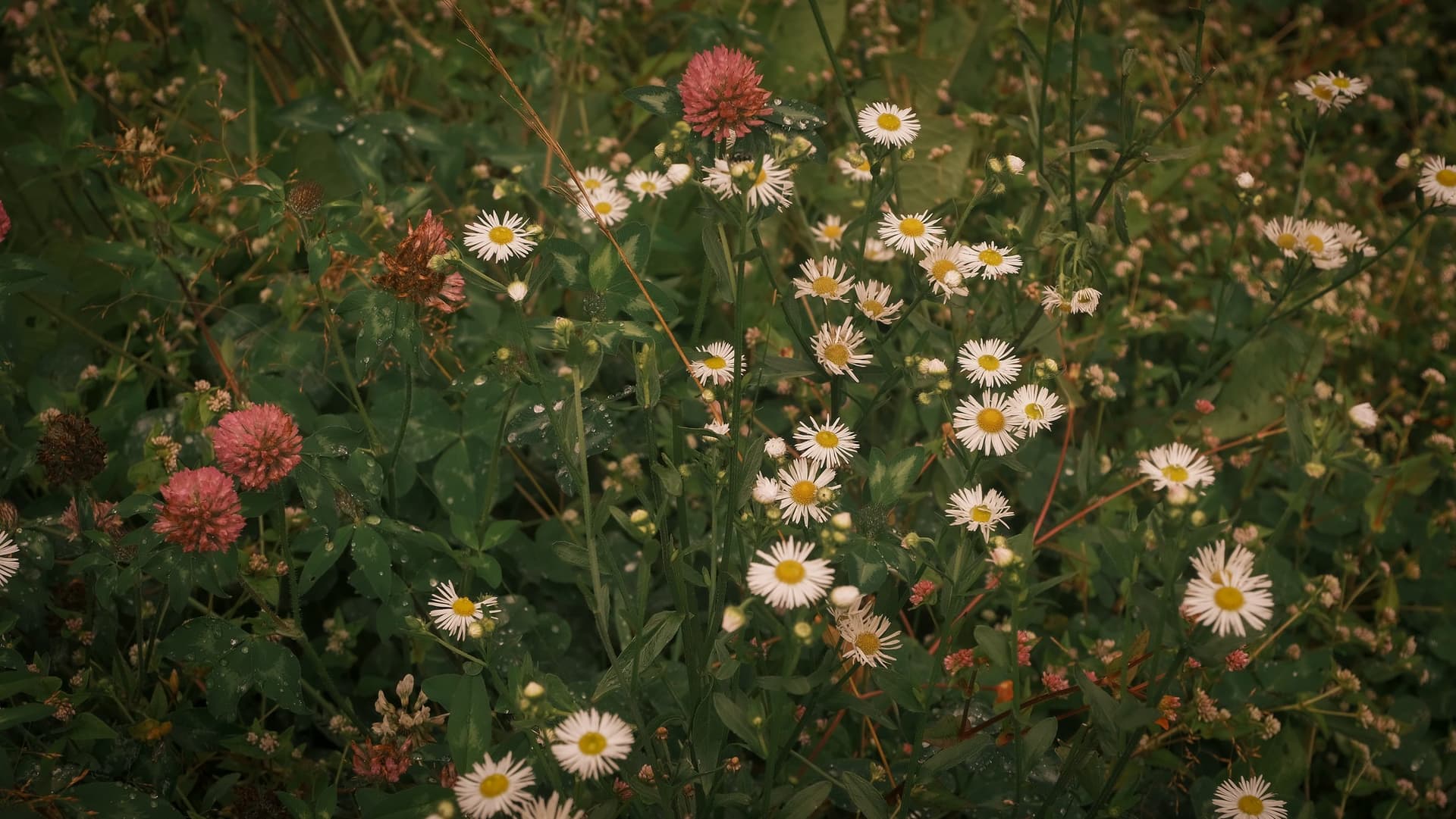 Fleabane and pink clover growing together in Kinnaur