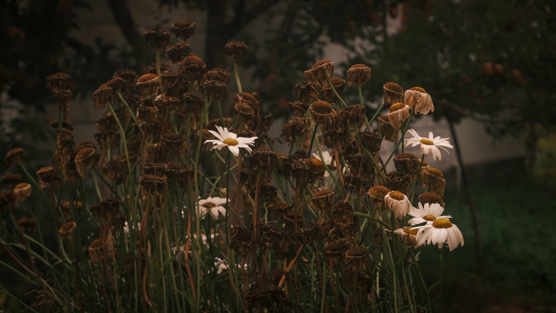 Daisies gone to seed with a few white heads in Kinnaur