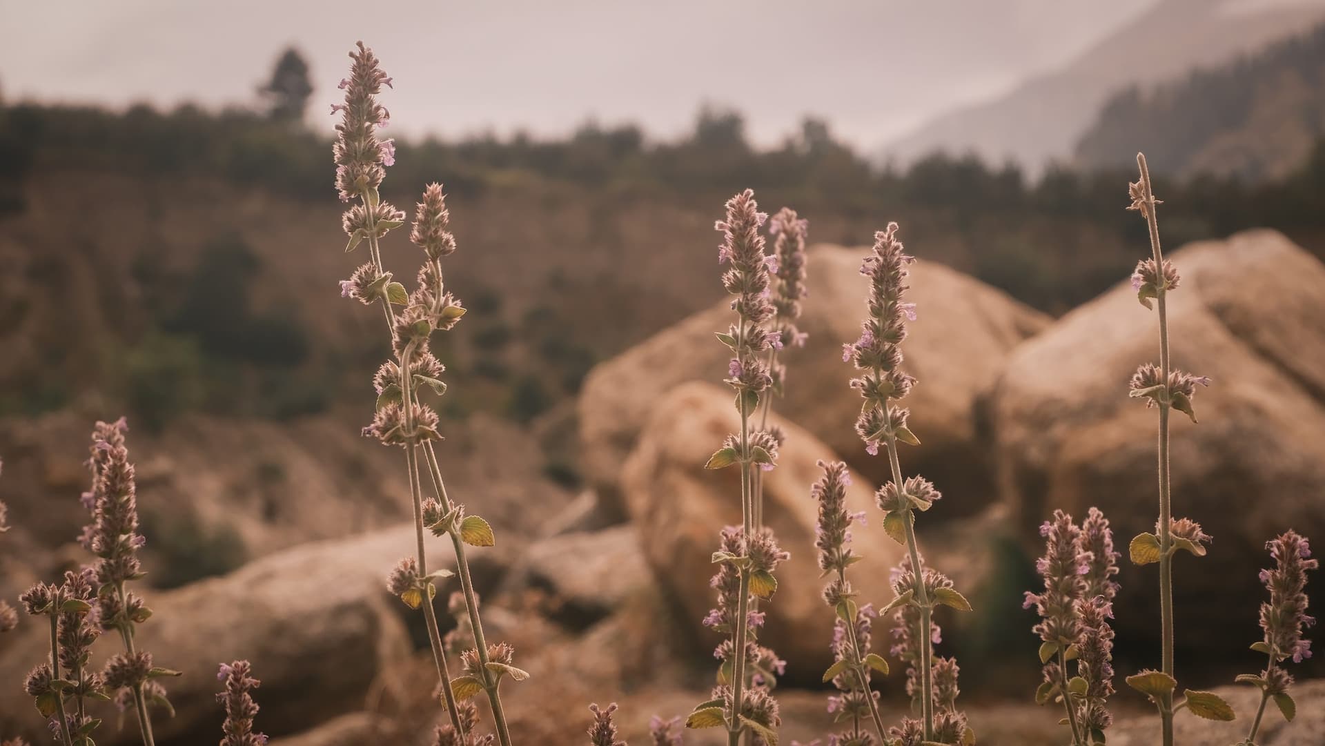 Catmint spikes in front of boulders and mountains in Kinnaur