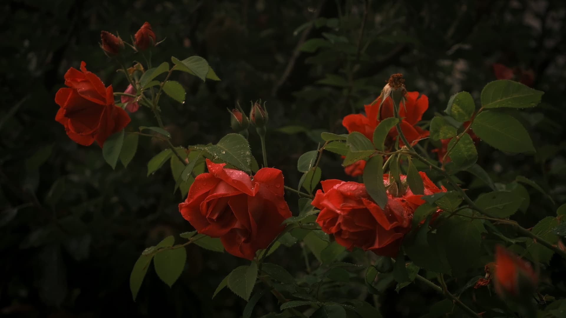 Red roses on a dark bush in Kinnaur