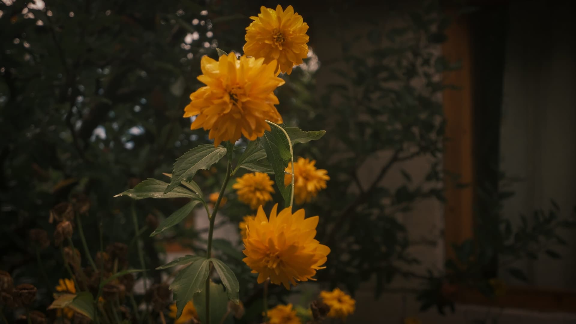 Tall double yellow rudbeckia beside a house in Kinnaur
