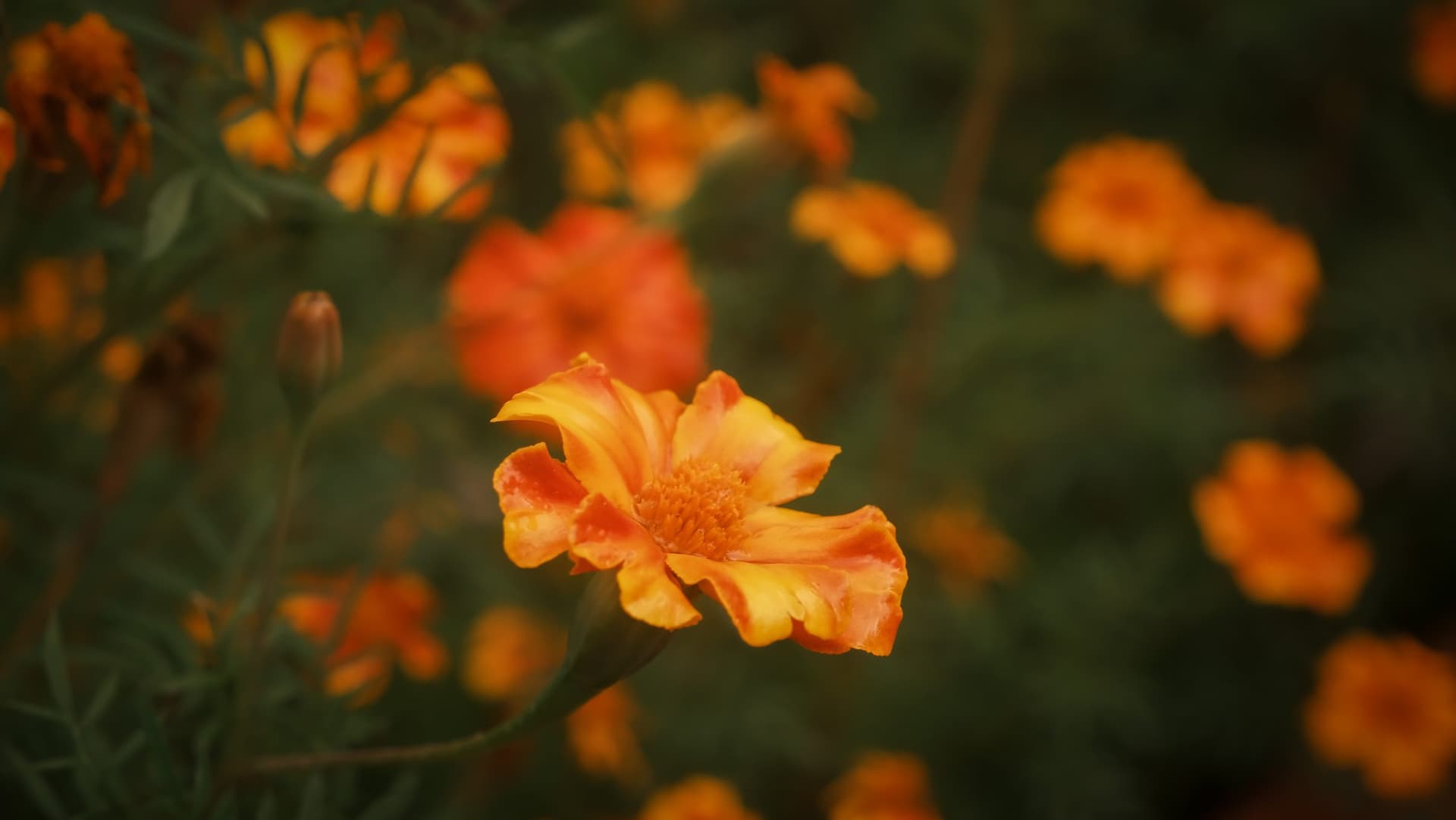 Orange marigolds in bloom in Kinnaur